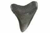 Fossil Megalodon Tooth - South Carolina #340598-1